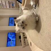 ヒメ日記 2026/01/27 17:57 投稿 白石 まり 千葉Grand Mrs.