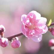 ヒメ日記 2026/03/12 11:58 投稿 白石 まり 千葉Grand Mrs.