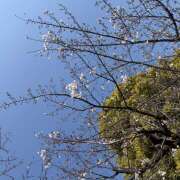 ヒメ日記 2026/03/25 08:19 投稿 白石 まり 千葉Grand Mrs.