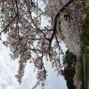 ヒメ日記 2026/04/08 08:44 投稿 白石 まり 千葉Grand Mrs.