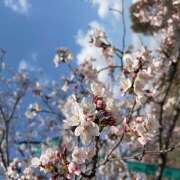 ヒメ日記 2026/04/09 13:10 投稿 白石 まり 千葉Grand Mrs.