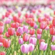 ヒメ日記 2026/04/19 08:58 投稿 白石 まり 千葉Grand Mrs.