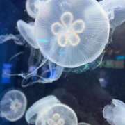 ヒメ日記 2025/12/16 10:09 投稿 あむ ハイ・チュッ