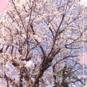 ヒメ日記 2025/04/09 18:09 投稿 堂本めい 五十路マダム 沼津店(カサブランカグループ)