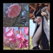 ヒメ日記 2025/03/22 08:50 投稿 風吹（ふぶき） 熟女の風俗最終章　鶯谷店