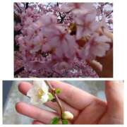 ヒメ日記 2026/03/08 06:36 投稿 風吹（ふぶき） 熟女の風俗最終章　鶯谷店