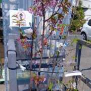 ヒメ日記 2026/04/04 05:36 投稿 風吹（ふぶき） 熟女の風俗最終章　鶯谷店