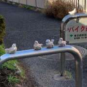 おとな こんにちは 熟女の風俗最終章 相模原店