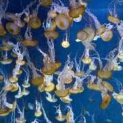 ヒメ日記 2025/03/24 11:43 投稿 大森えみ ウルトラホワイト