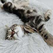 ヒメ日記 2025/04/02 22:13 投稿 サヤカ Club 妻