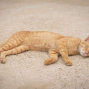 ヒメ日記 2025/04/29 16:04 投稿 サヤカ Club 妻