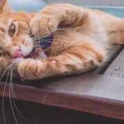 ヒメ日記 2025/06/02 18:11 投稿 サヤカ Club 妻