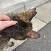 ヒメ日記 2025/06/12 16:00 投稿 サヤカ Club 妻