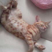 サヤカ 本日出勤です♡ Club 妻