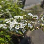 ヒメ日記 2025/04/12 10:33 投稿 ゆきな 東京人妻セレブリティ（ユメオト）