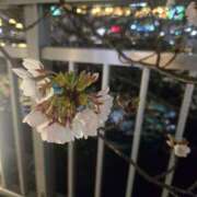 ヒメ日記 2025/04/19 22:21 投稿 ゆきな 東京人妻セレブリティ（ユメオト）