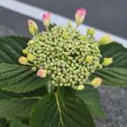 ヒメ日記 2025/05/21 08:33 投稿 ゆきな 東京人妻セレブリティ（ユメオト）