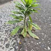 ヒメ日記 2025/05/25 09:52 投稿 ゆきな 東京人妻セレブリティ（ユメオト）