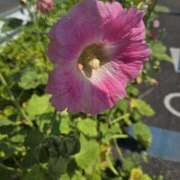 ヒメ日記 2025/06/07 14:01 投稿 ゆきな 東京人妻セレブリティ（ユメオト）