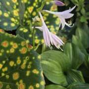 ヒメ日記 2025/06/22 09:42 投稿 ゆきな 東京人妻セレブリティ（ユメオト）