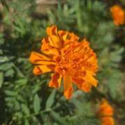 ヒメ日記 2025/08/03 15:26 投稿 ゆきな 東京人妻セレブリティ（ユメオト）