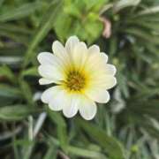 ヒメ日記 2025/09/07 16:26 投稿 ゆきな 東京人妻セレブリティ（ユメオト）