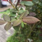 ヒメ日記 2025/09/20 18:00 投稿 ゆきな 東京人妻セレブリティ（ユメオト）