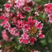 ヒメ日記 2025/09/23 10:30 投稿 ゆきな 東京人妻セレブリティ（ユメオト）