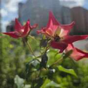 ヒメ日記 2025/10/18 15:08 投稿 ゆきな 東京人妻セレブリティ（ユメオト）