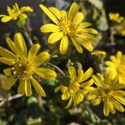 ヒメ日記 2025/11/15 13:06 投稿 ゆきな 東京人妻セレブリティ（ユメオト）