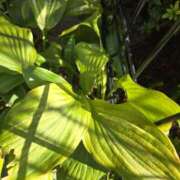 ゆきな こんにちは 東京人妻セレブリティ（ユメオト）