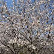 ヒメ日記 2025/04/09 15:57 投稿 ゆめ シャロン横浜