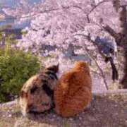 ヒメ日記 2025/04/04 22:06 投稿 ひかる 熟女の風俗アウトレット大垣安八羽島店