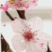 ヒメ日記 2025/04/06 01:06 投稿 ひかる 熟女の風俗アウトレット大垣安八羽島店