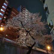 ヒメ日記 2025/03/29 00:36 投稿 矢板えつこ プランタン大塚