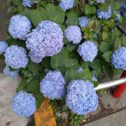 ヒメ日記 2025/06/11 15:26 投稿 矢板えつこ プランタン大塚