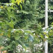 ヒメ日記 2025/06/30 23:28 投稿 矢板えつこ プランタン大塚