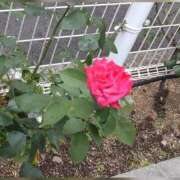 ヒメ日記 2025/07/18 23:38 投稿 矢板えつこ プランタン大塚