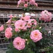 ヒメ日記 2025/09/01 23:10 投稿 矢板えつこ プランタン大塚