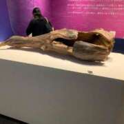 ヒメ日記 2025/08/11 06:38 投稿 良乃(ふみの) PLUS十三店