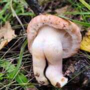 ヒメ日記 2025/11/20 10:41 投稿 良乃(ふみの) PLUS十三店