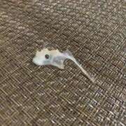 ヒメ日記 2026/01/21 20:58 投稿 良乃(ふみの) PLUS十三店