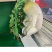 ヒメ日記 2026/02/03 15:18 投稿 良乃(ふみの) PLUS十三店