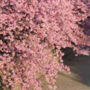 ヒメ日記 2026/03/08 04:48 投稿 良乃(ふみの) PLUS十三店