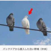 ヒメ日記 2026/10/10 23:06 投稿 良乃(ふみの) PLUS十三店