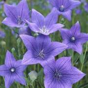 ヒメ日記 2025/05/16 08:15 投稿 ききょう しゅうかつ倶楽部