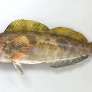 ヒメ日記 2025/05/20 08:40 投稿 ききょう しゅうかつ倶楽部