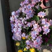 ヒメ日記 2025/05/26 11:11 投稿 ききょう しゅうかつ倶楽部