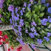 ヒメ日記 2025/05/30 15:55 投稿 ききょう しゅうかつ倶楽部