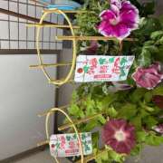 ヒメ日記 2025/07/07 07:17 投稿 ききょう しゅうかつ倶楽部